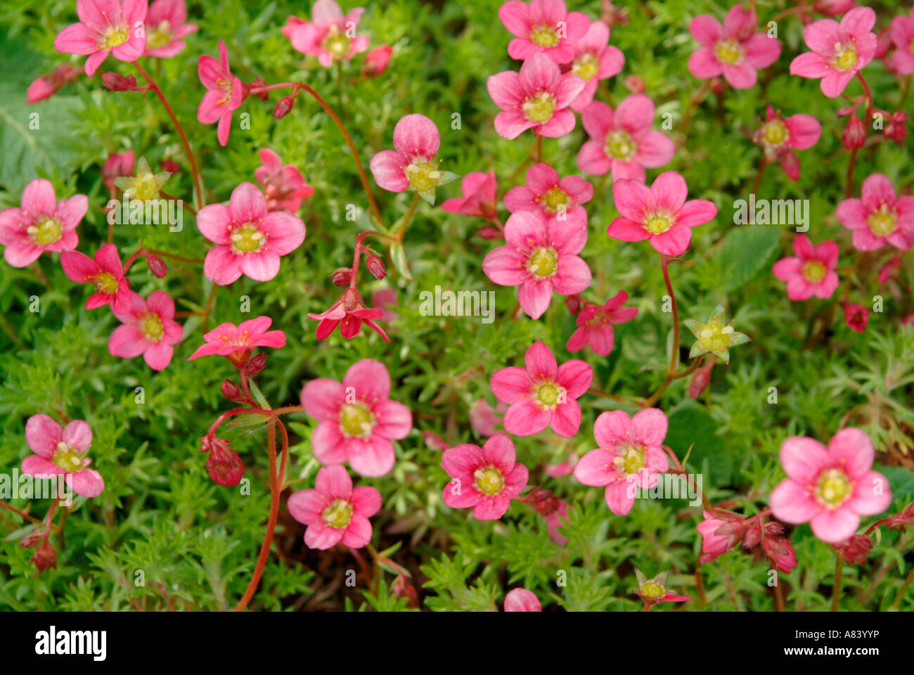 The pink flowers of the Saxifraga arendsii Stock Photo