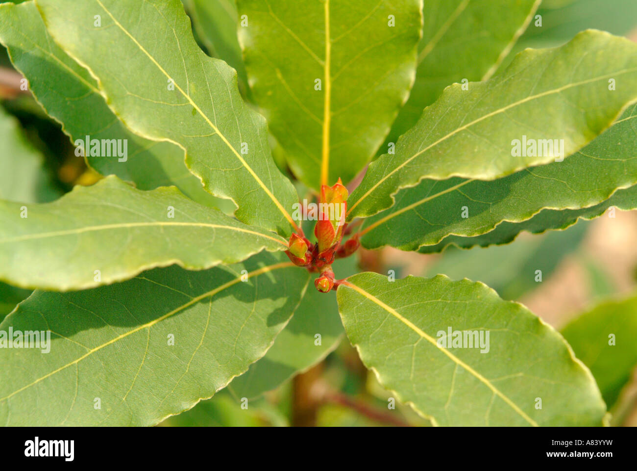 Bay tree hires stock photography and images Alamy