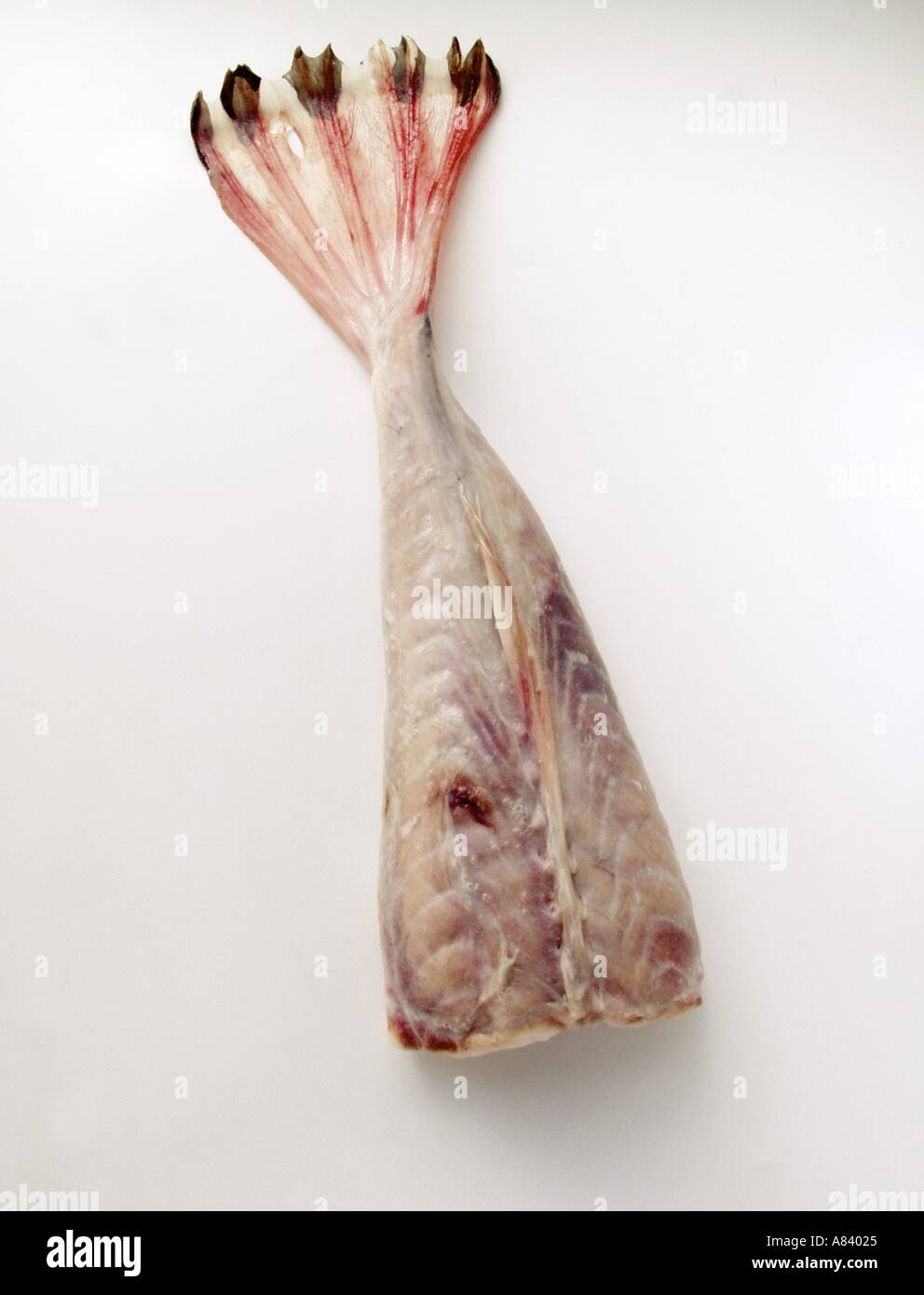 Monkfish head hires stock photography and images Alamy