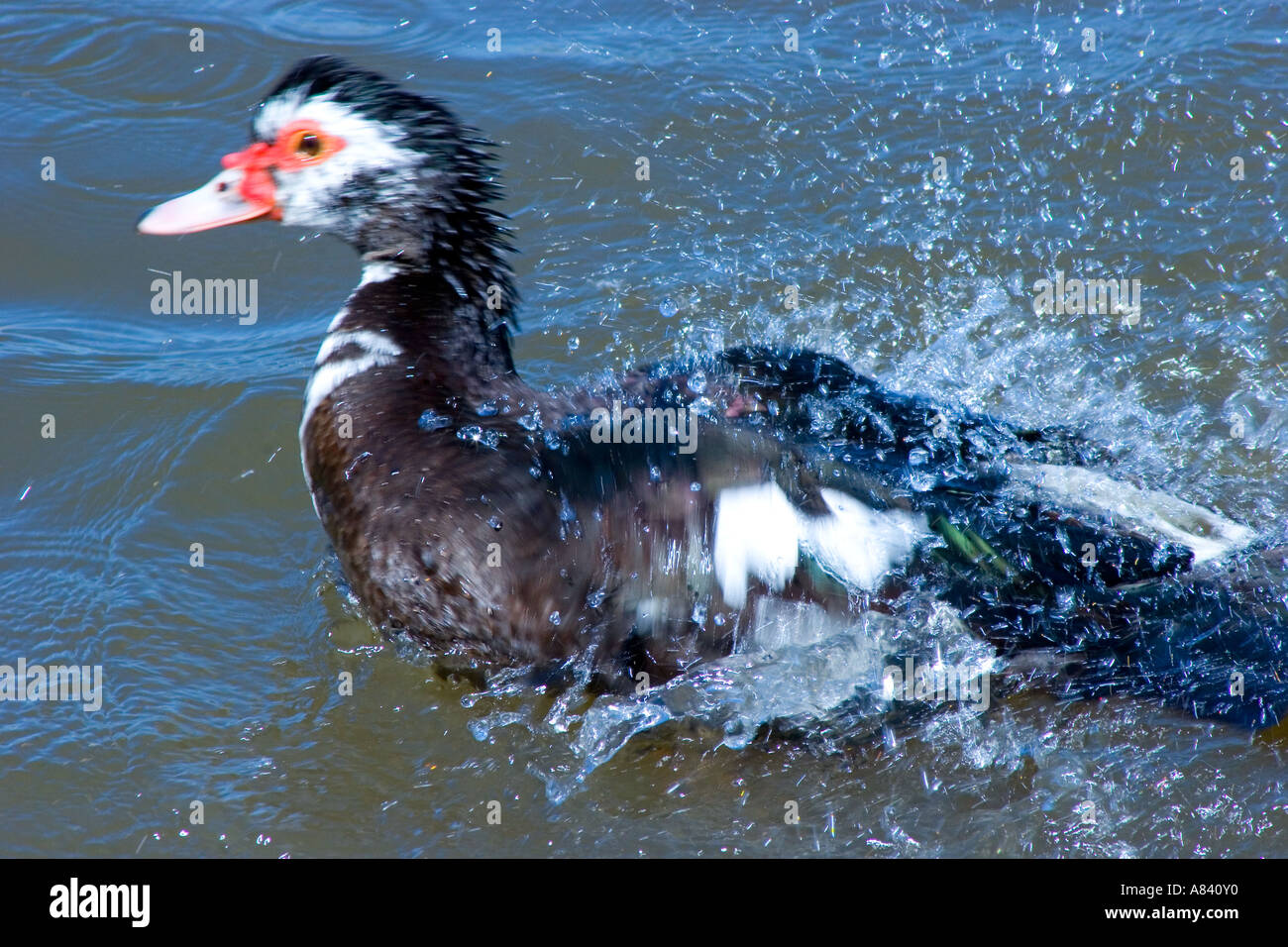 Adult Duck, Domestic Muscovy Splashes Lake Water After Landing, Cairina moschata Stock Photo