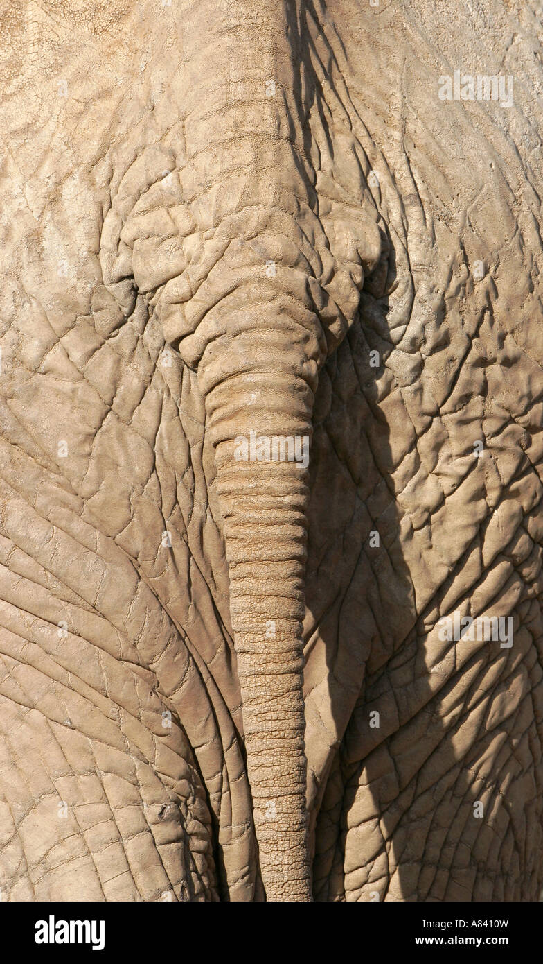 African Elephant tail Stock Photo Alamy