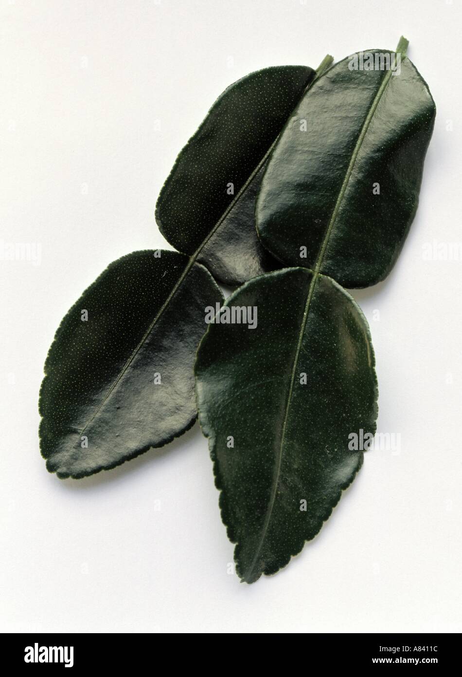 Four Kaffir Lime Leaves Stock Photo