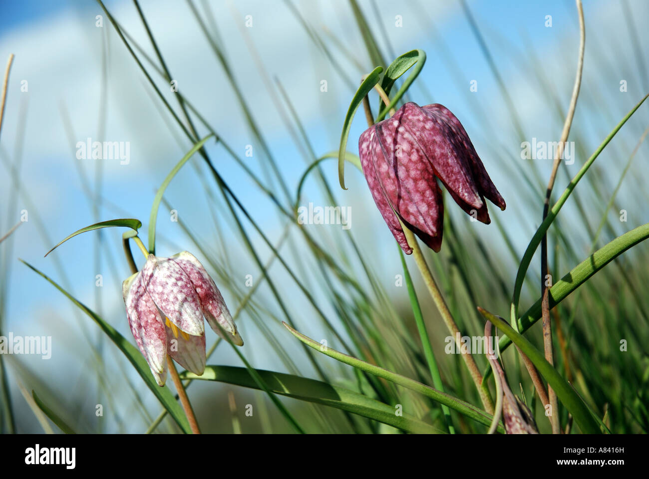 Fritillaries flowering in Iffley Meadows, Oxford, Oxfordshire, England, UK Stock Photo