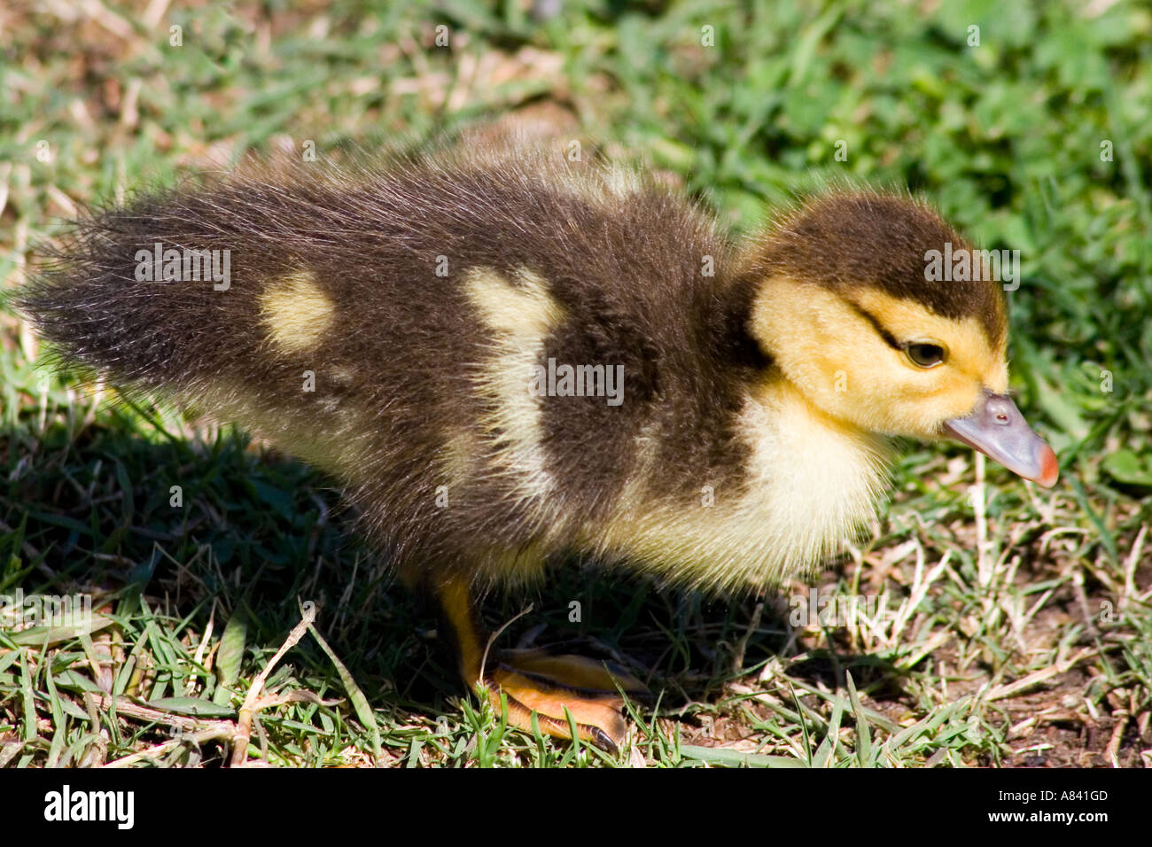 Domestic Muscovy Baby Duck, Cairina moschata Stock Photo