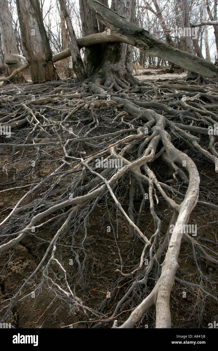 sugar maple tree roots