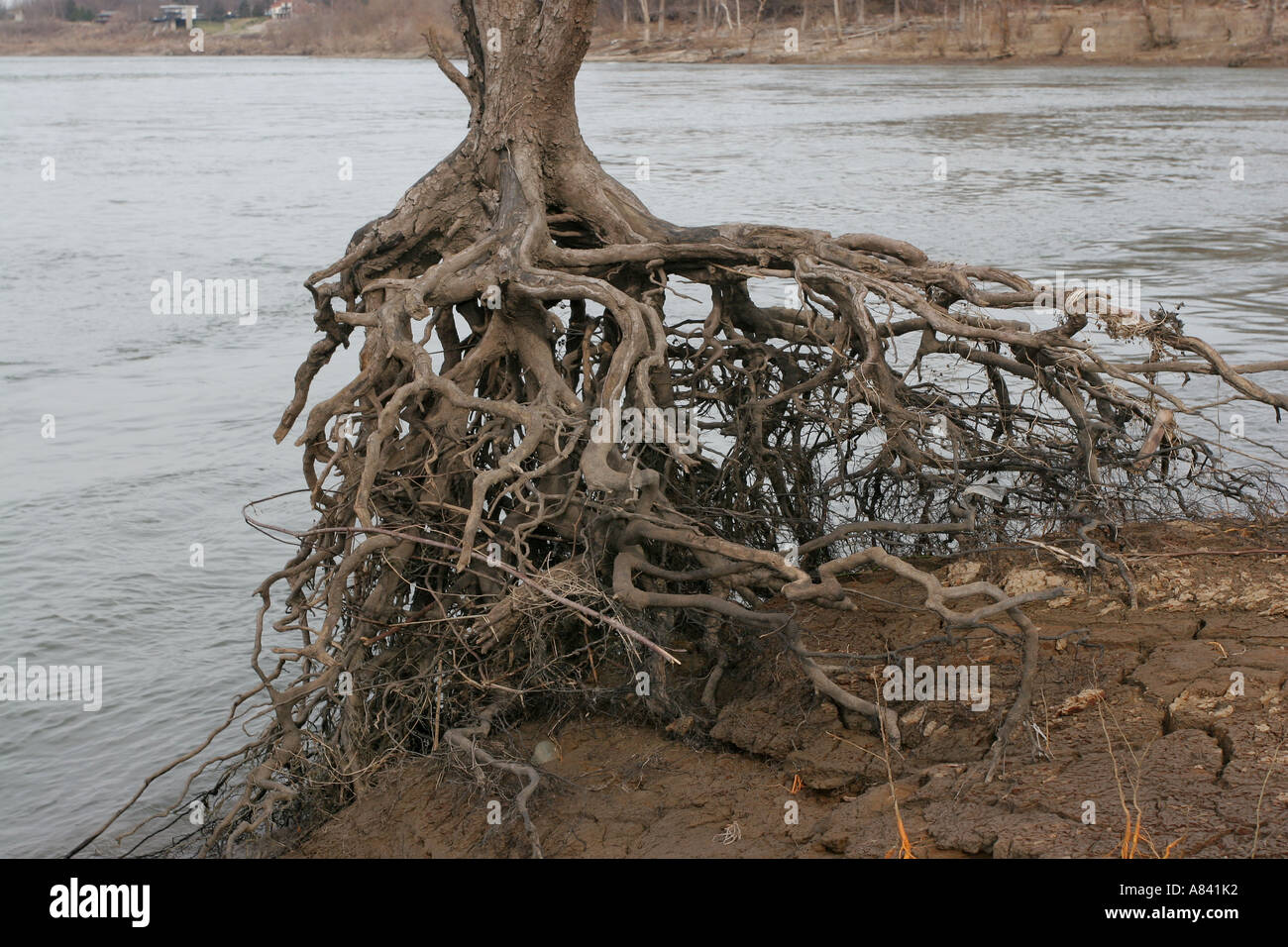 silver maple Tree roots ohio rive Stock Photo Alamy