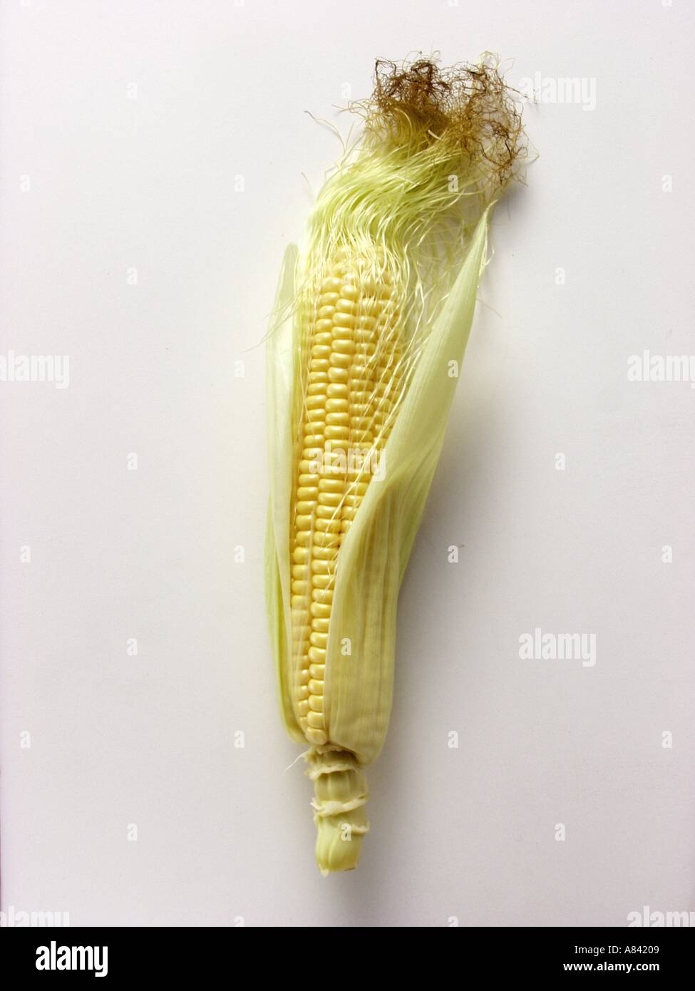An Ear of Corn with Husk Partially Removed Stock Photo - Alamy