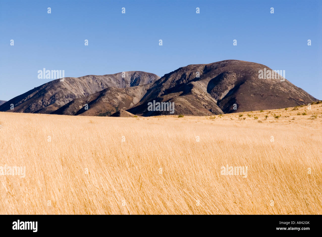 New Zealand Canterbury high country mountain seen across field of brown grass Stock Photo