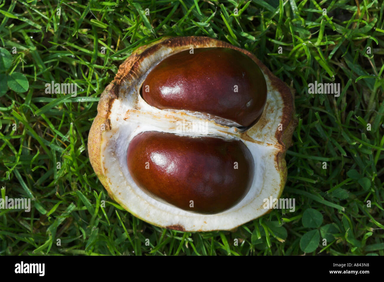 CONKER or SEED or NUT of horse chestnut tree Aesculus hippocastanum
