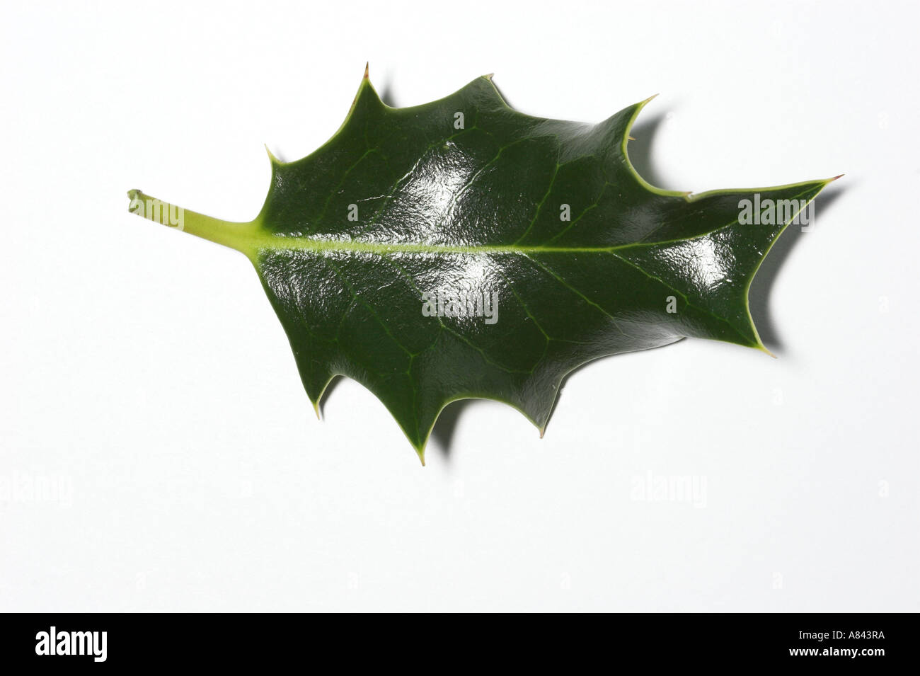 HOLLY leaf against white background Ilex aquifolium Stock Photo