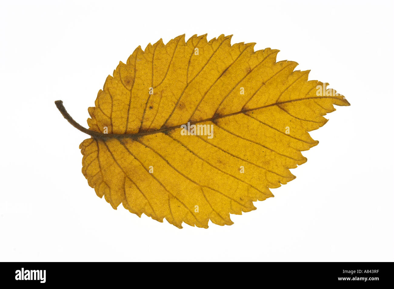 WYCH ELM yellow leaf on white background Ulmus glabra Stock Photo