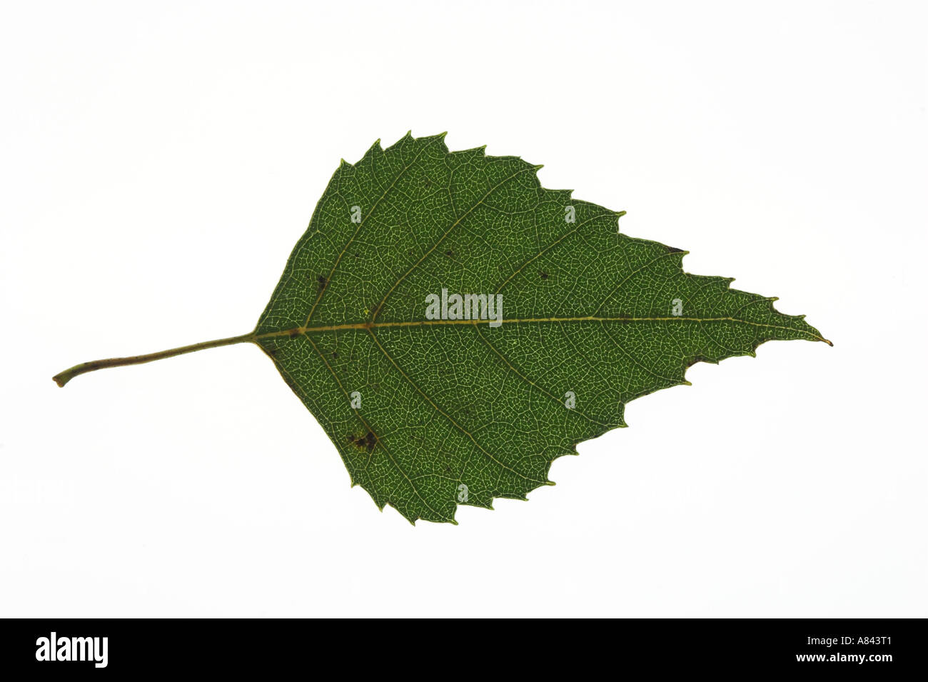 SILVER BIRCH leaf against a white background Stock Photo