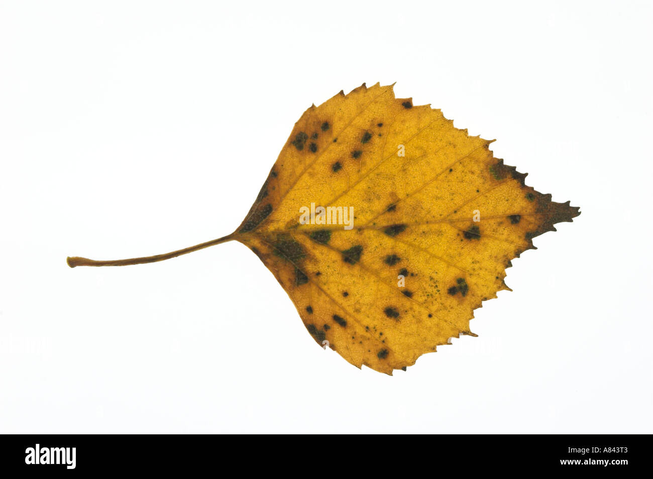 SILVER BIRCH yellow leaf against a white background Betula pendula Stock Photo
