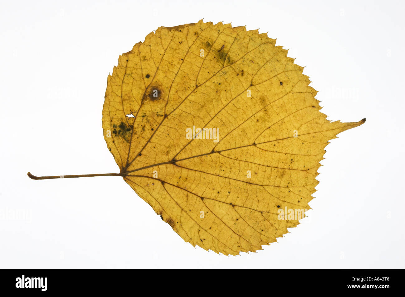 COMMON LIME yellow leaf against a white background Tilia x europaea Stock Photo