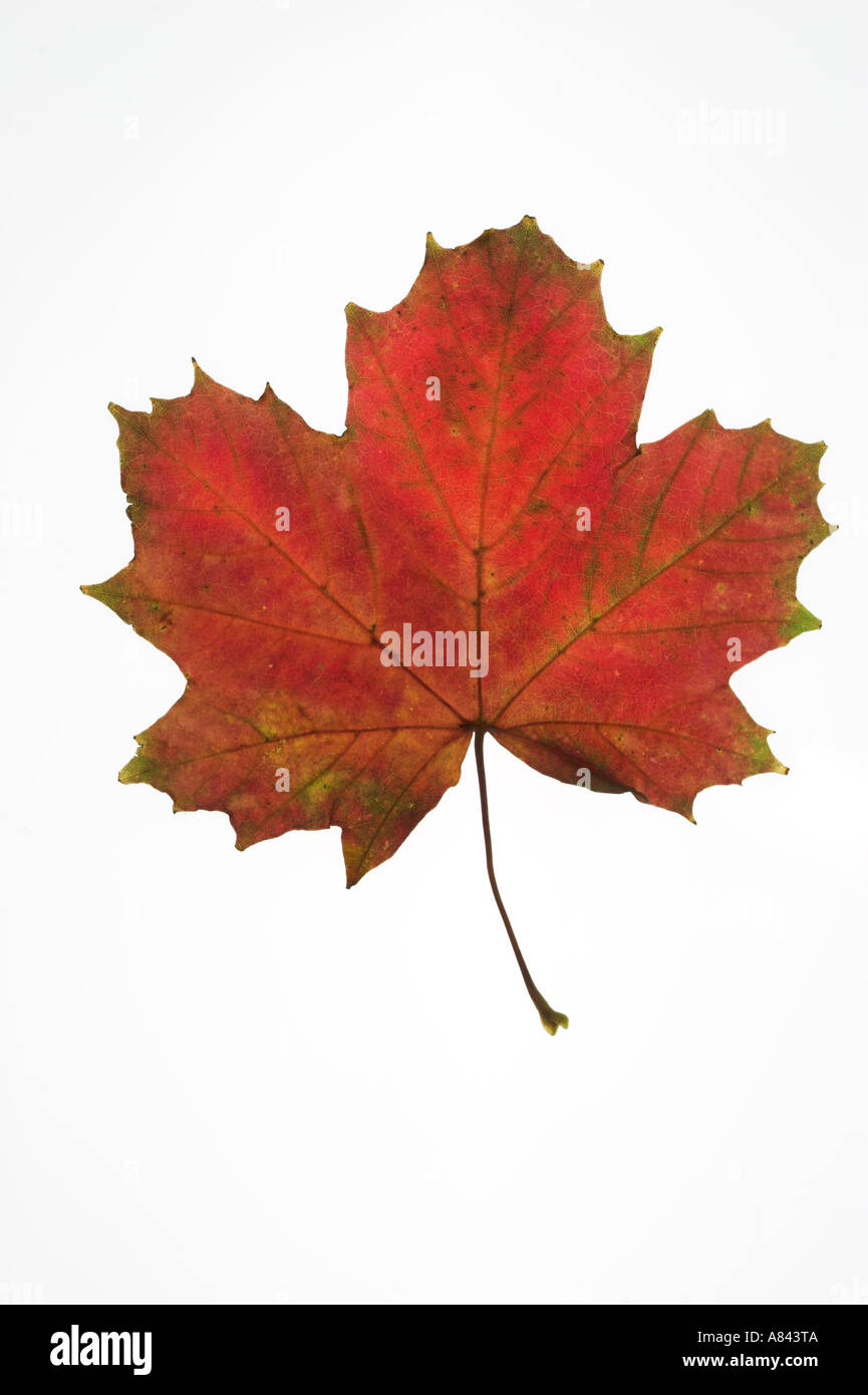 NORWAY MAPLE red leaf against a white background Acer platanoides Stock Photo