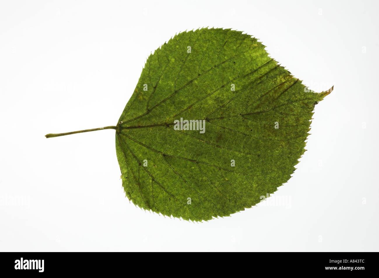 COMMON LIME green leaf against a white background Tilia x europea Stock Photo