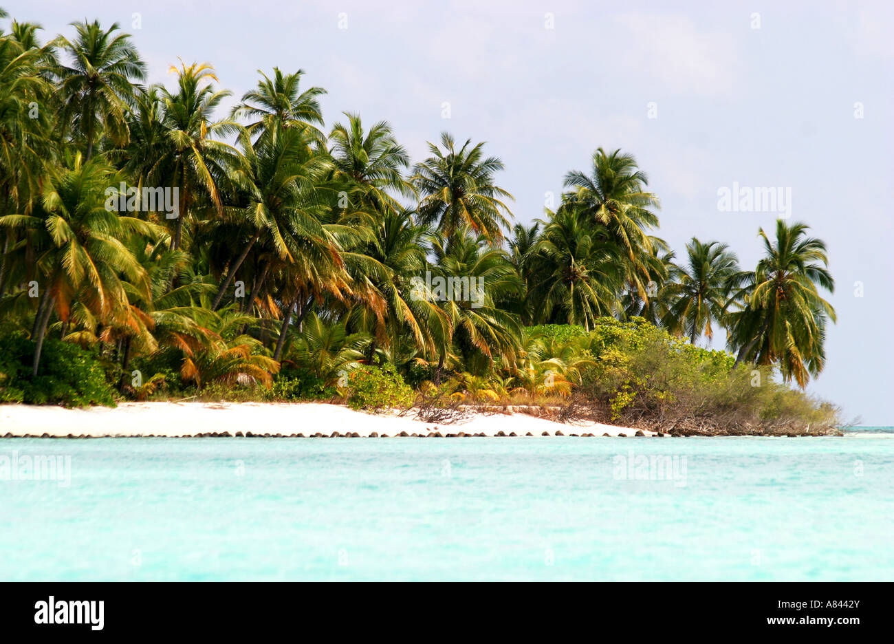 Palm trees abound on  the idyllic Agatti Island in the Lakshadweep Islands India Stock Photo