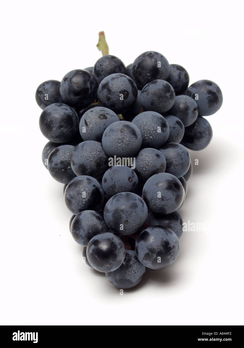 Concord Grapes Stock Photo