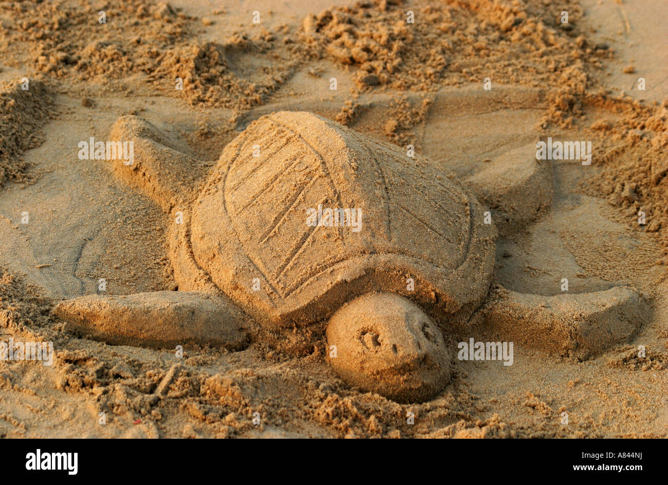 Giant Sand sculptures highlight the Save the Olive Ridley sea Turtles