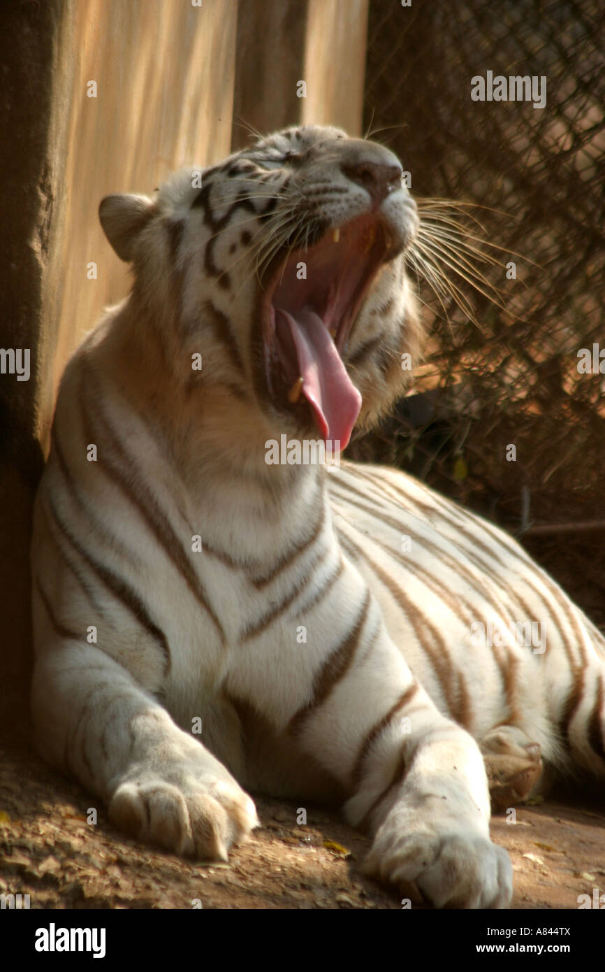 Rare white tiger yawning at Nandankanan Zoo,Orissa,India Stock Photo ...