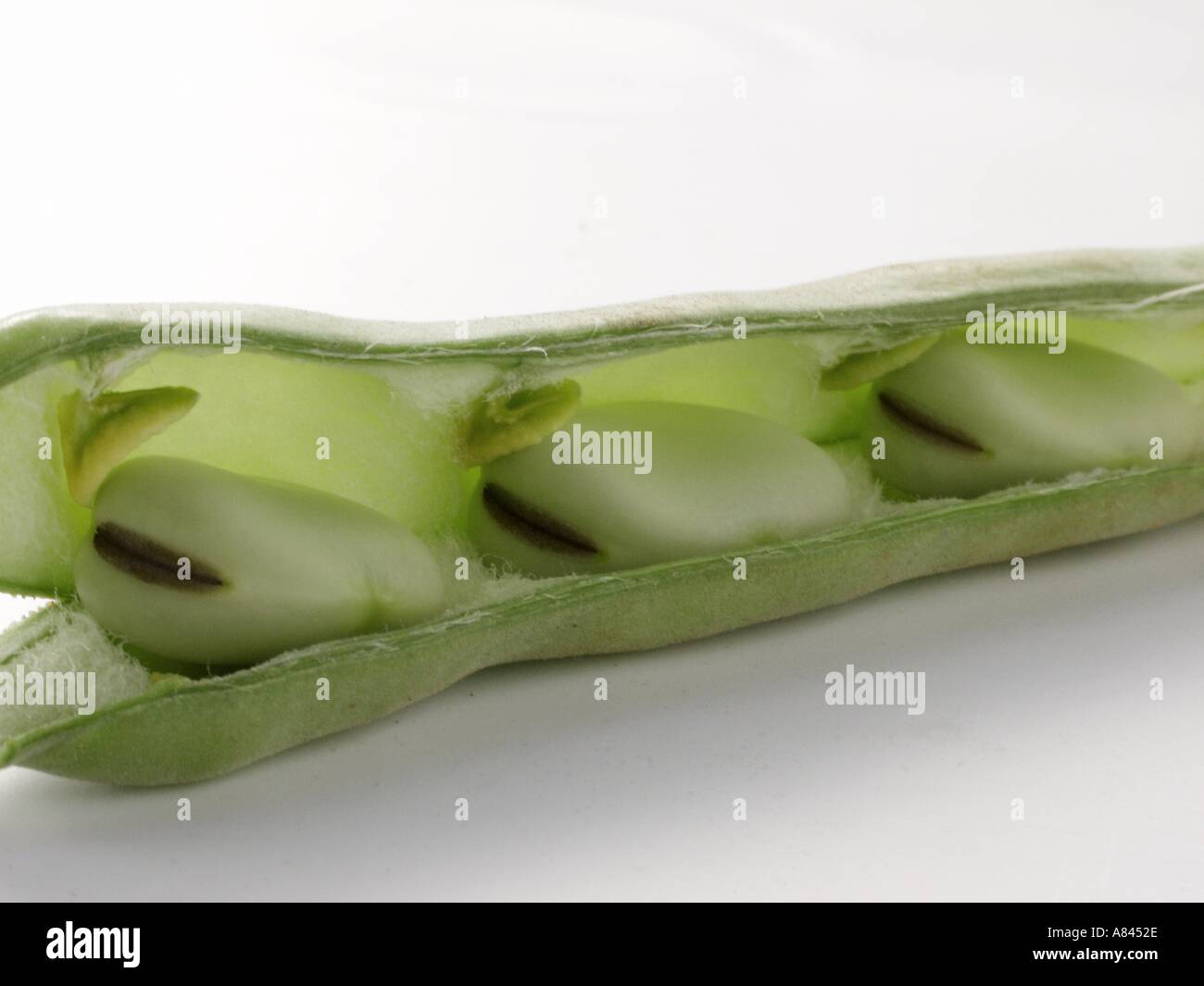 Broad Beans in a Pod Stock Photo - Alamy