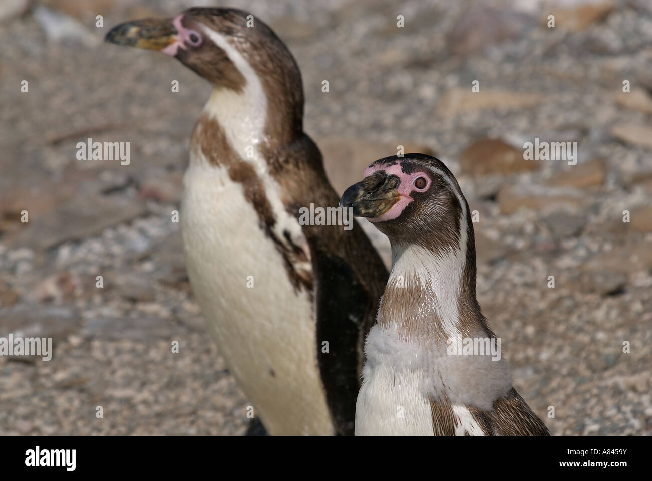 Pengiuns hi-res stock photography and images - Alamy