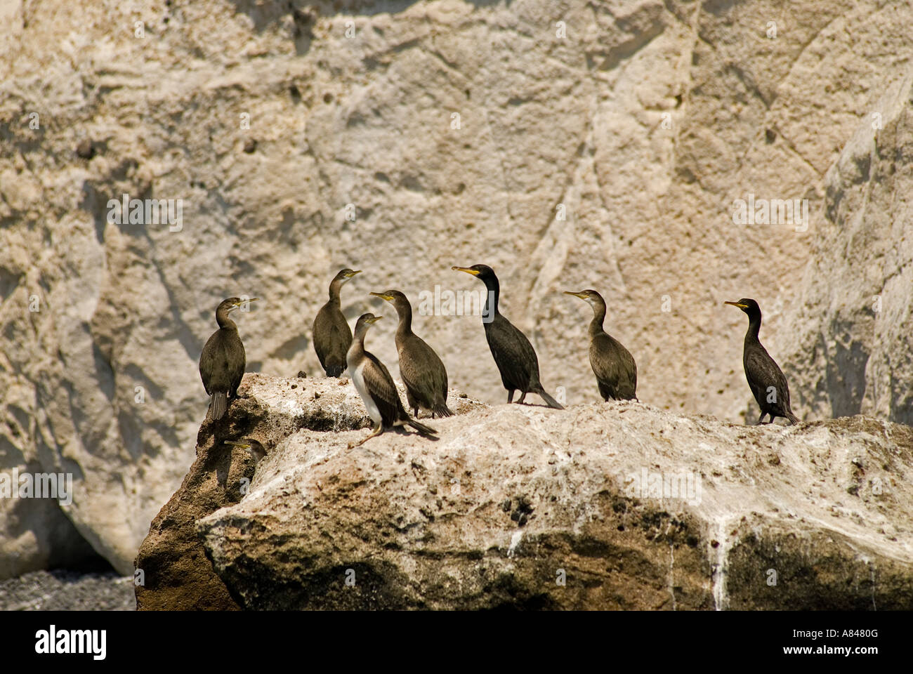 Breeding colony of shags, Phalacrocorax aristotelis, on Foca Islands, Izmir Turkey. Stock Photo