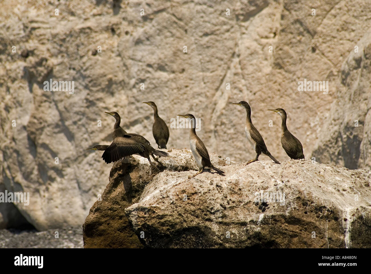 Breeding colony of shags, Phalacrocorax aristotelis, on Foca Islands, Izmir Turkey. Stock Photo