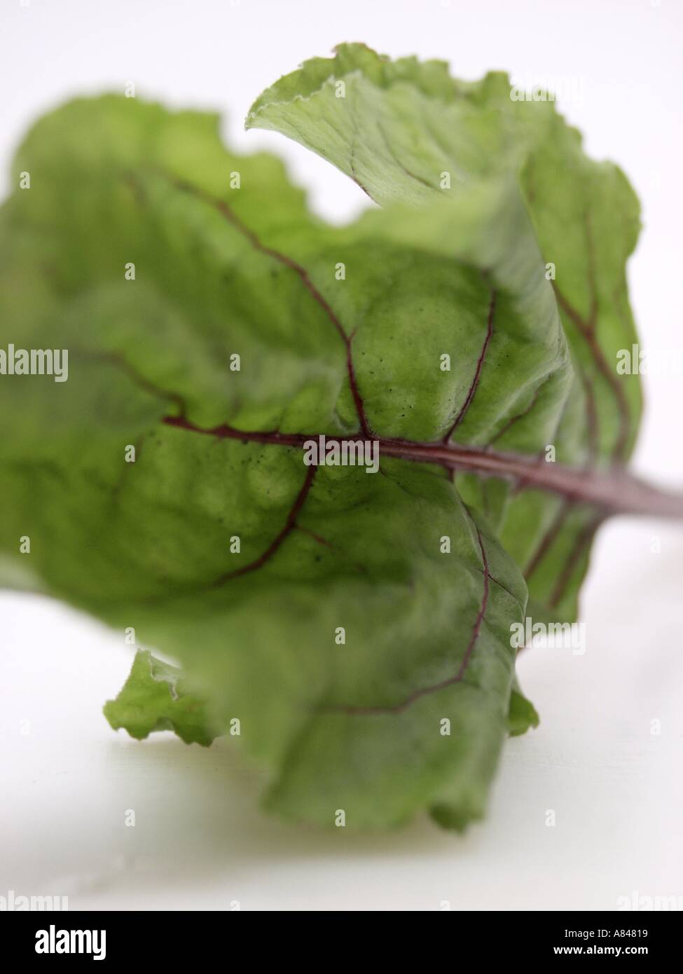 Baby Swiss Chard Stock Photo Alamy