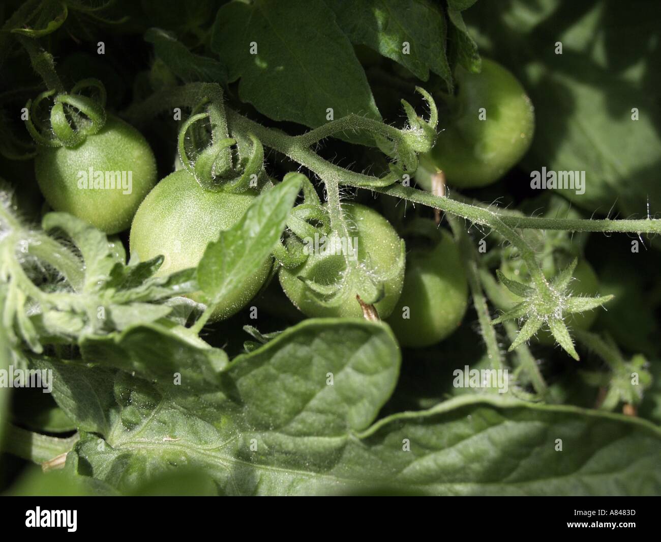 Green tomatoes growing on the vine hi-res stock photography and images ...