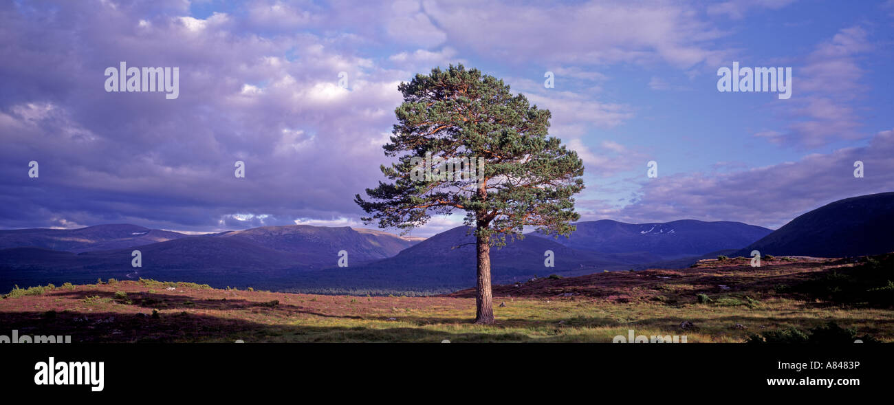 The lonesome Pine in Glen Einich Rothiemurchus Aviemore Cairngorms Scottish Highlands UK   GPAN 0030 Stock Photo