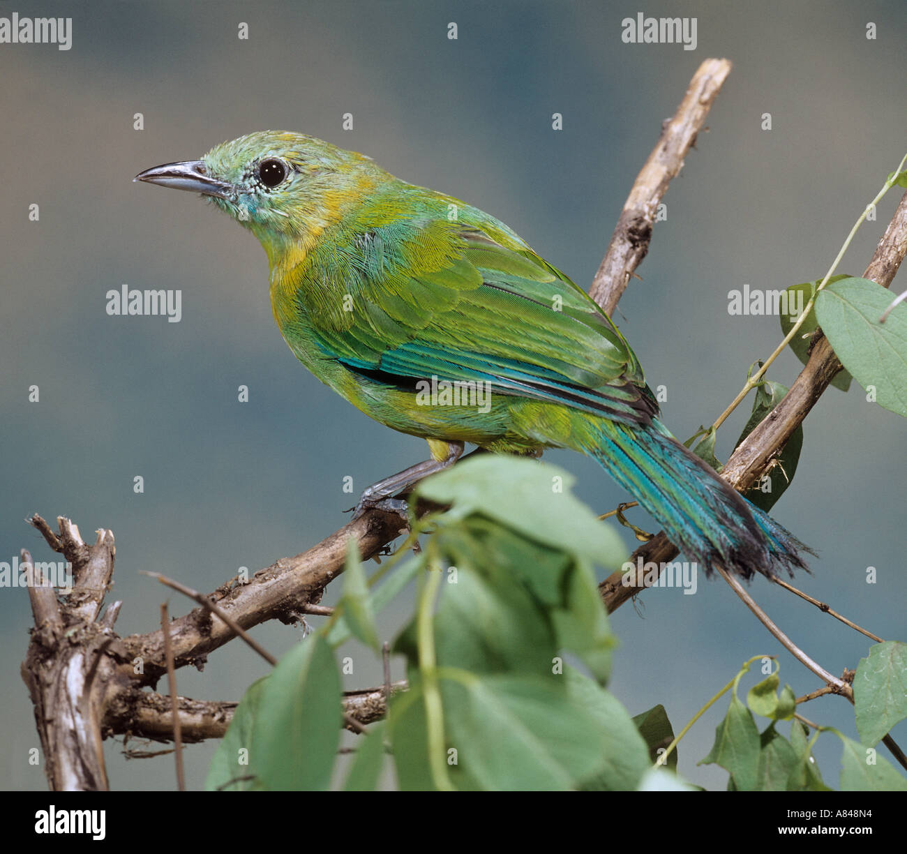 Blue winged leafbird - on branch / Chloropsis cochinchinensis Stock Photo