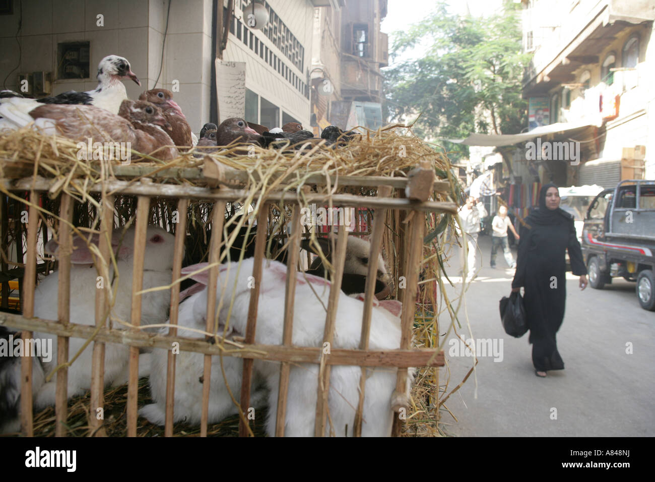 Traditional street market stall selling rabbits and pigeons, Cairo
