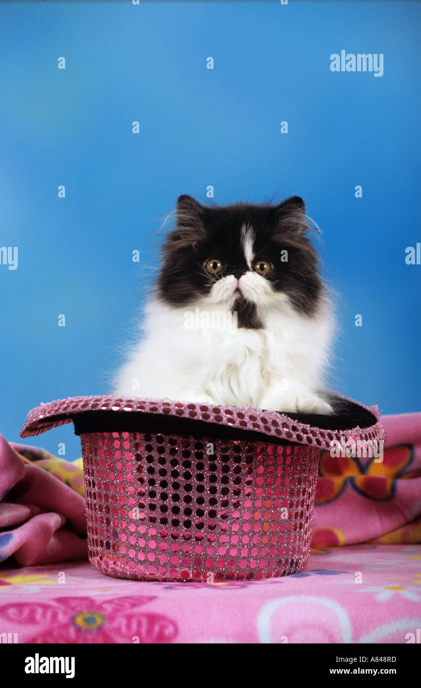 young Persian cat sitting in topper Stock Photo
