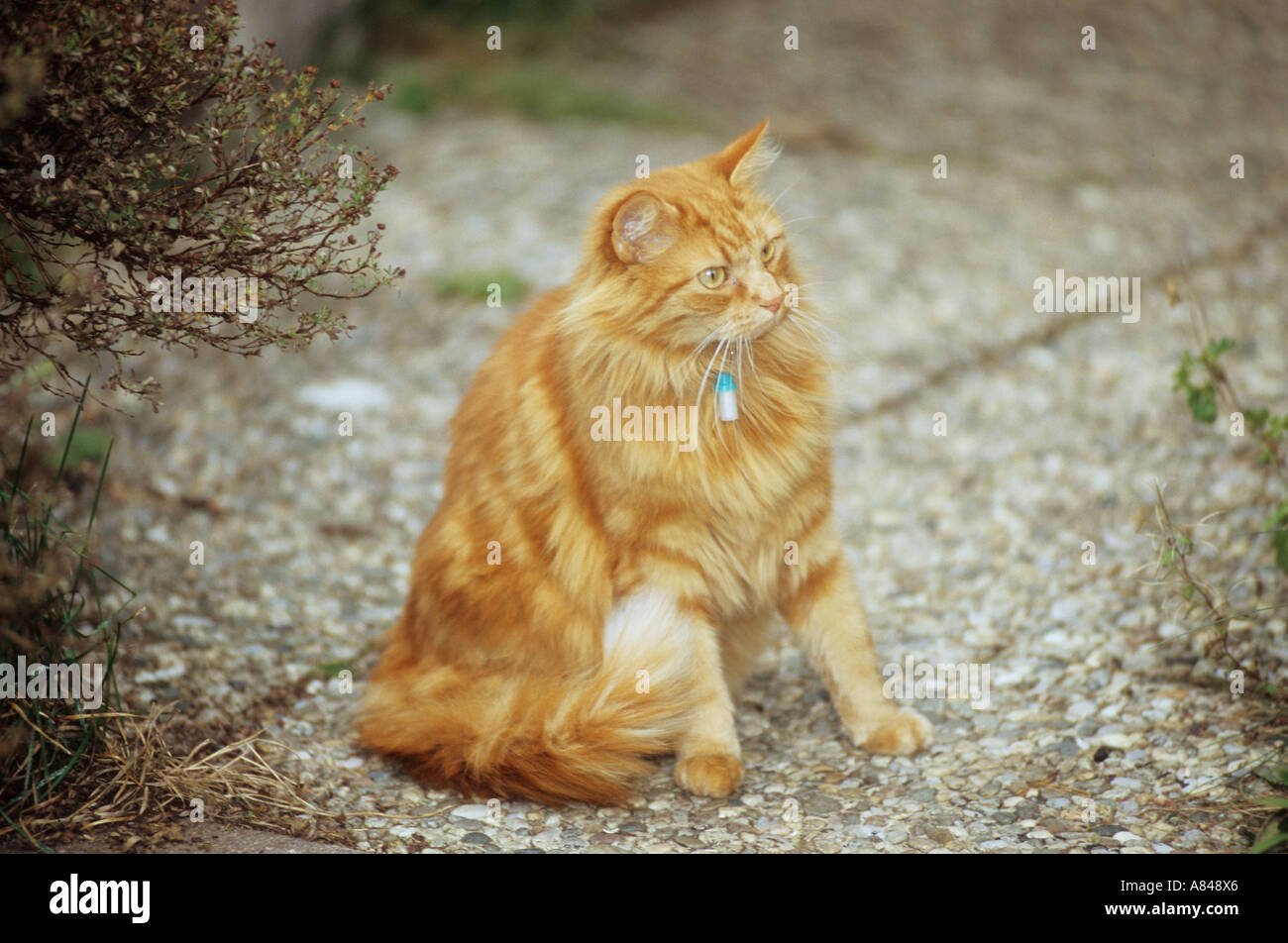 red cat with address capsule Stock Photo Alamy