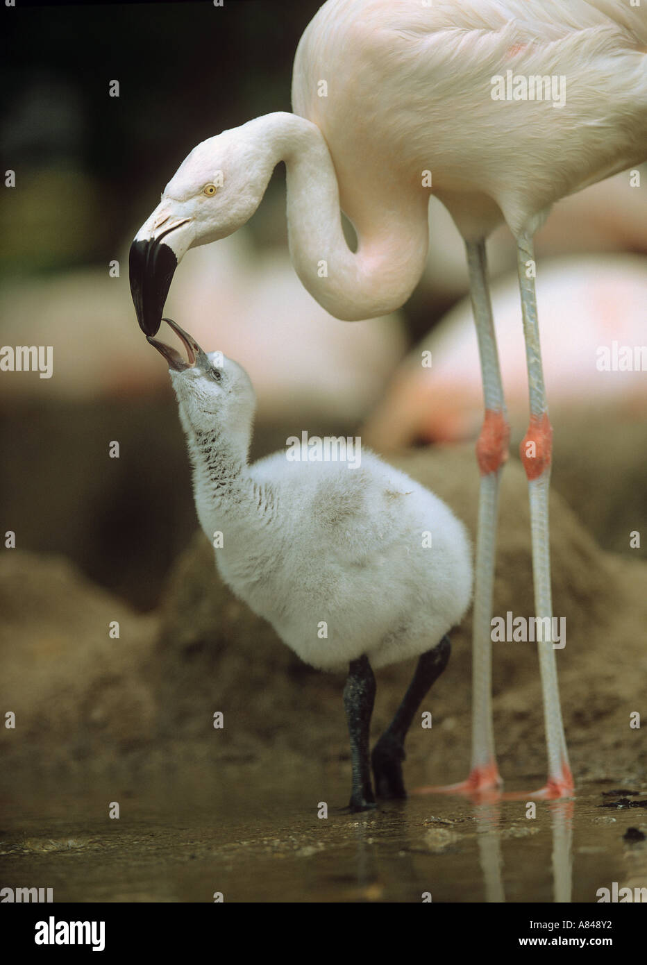 greater flamingo with squab Phoenicopterus ruber Stock Photo