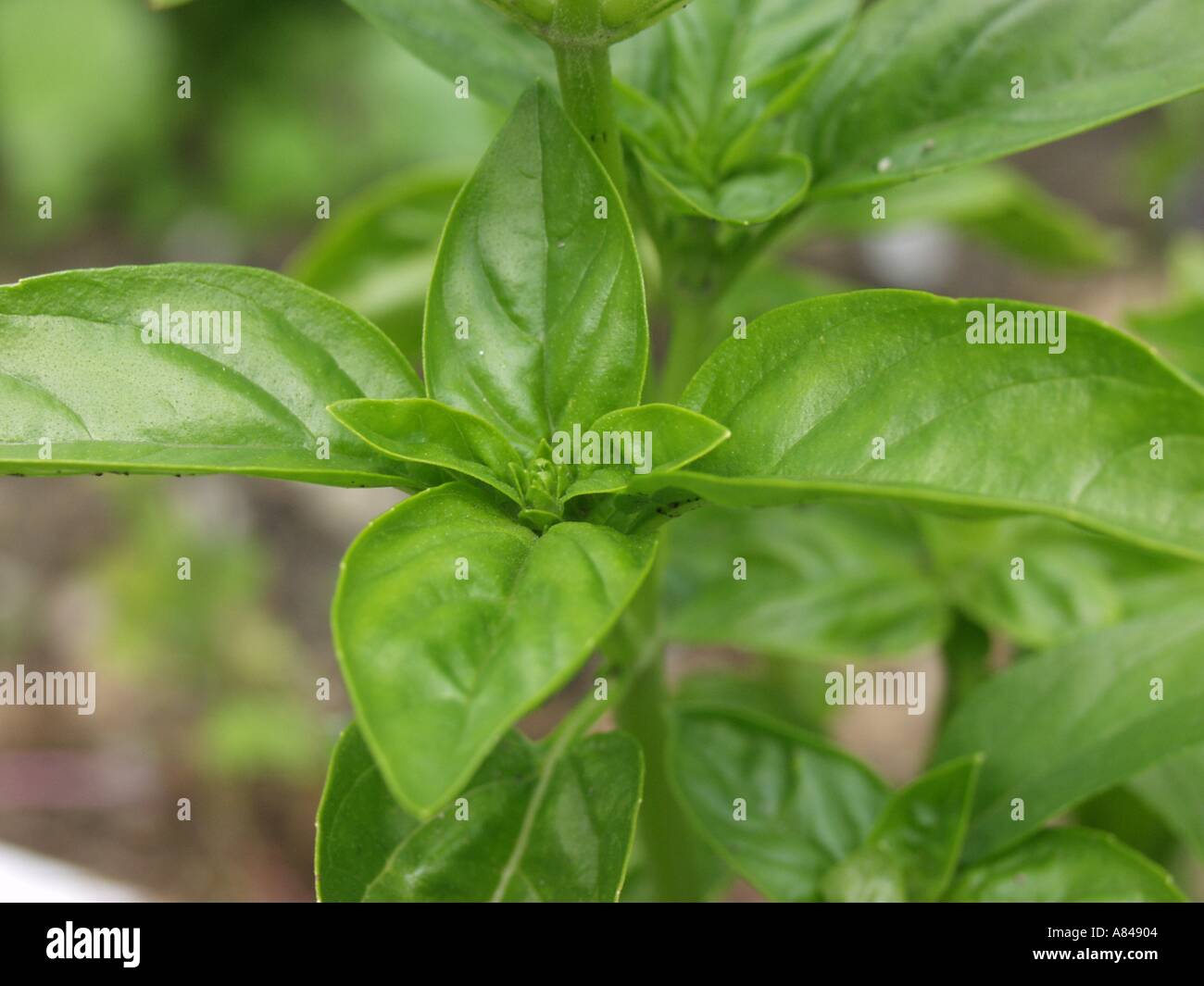 Fresh basil in the open air Stock Photo