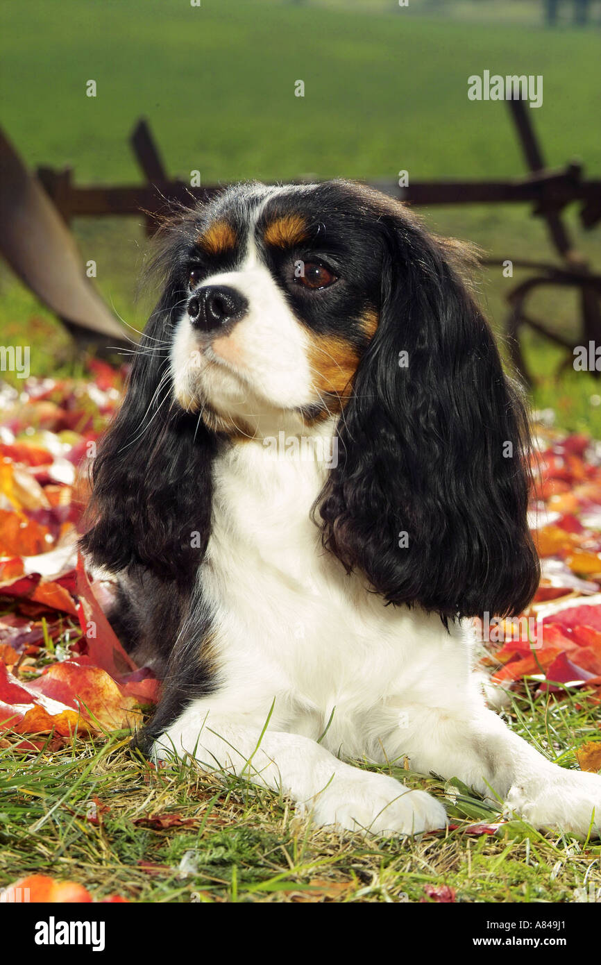 Cavalier King Charles Spaniel Lying On Meadow Stock Photo Alamy