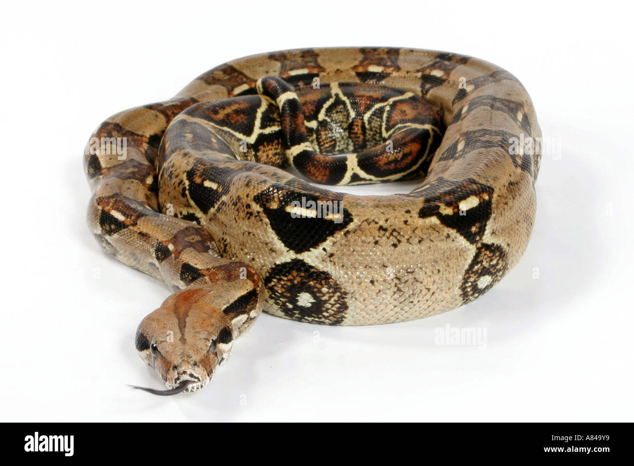 ball python royal python Python regius Stock Photo - Alamy