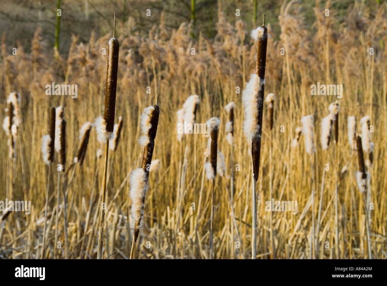 Bulrush Grand Union Canal London England Stock Photo