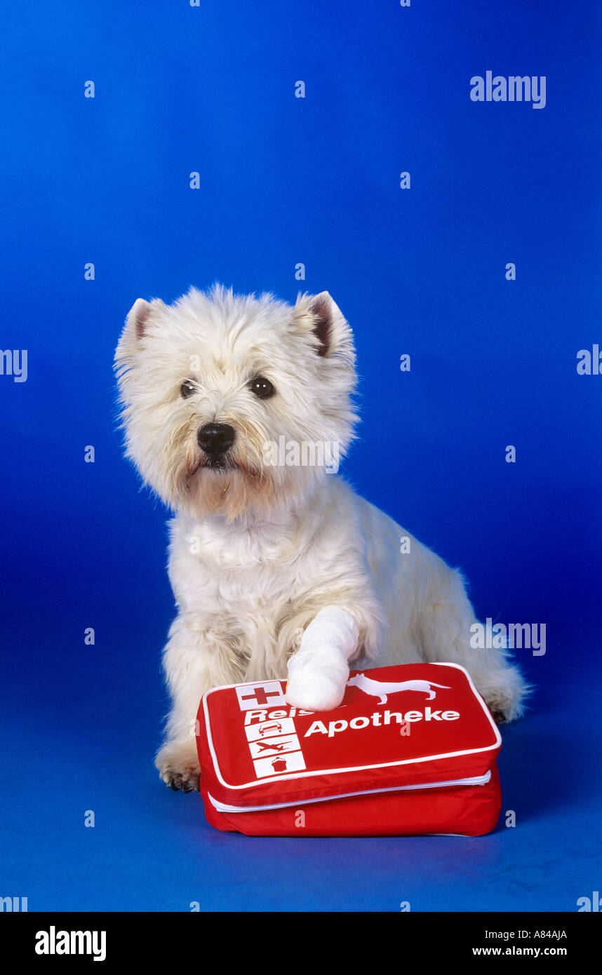 West Highland Terrier with bandaged paw and firstaid kit Stock Photo