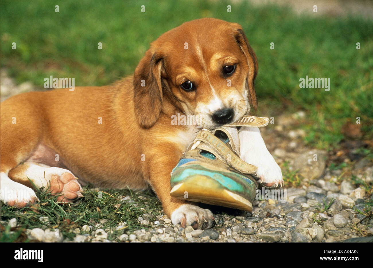Why Does The Dog Only Chew My Shoes