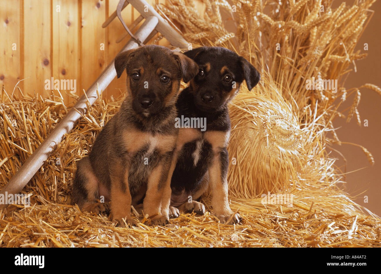 Straw dog stock photo. Image of creative, street, unusual - 57636230