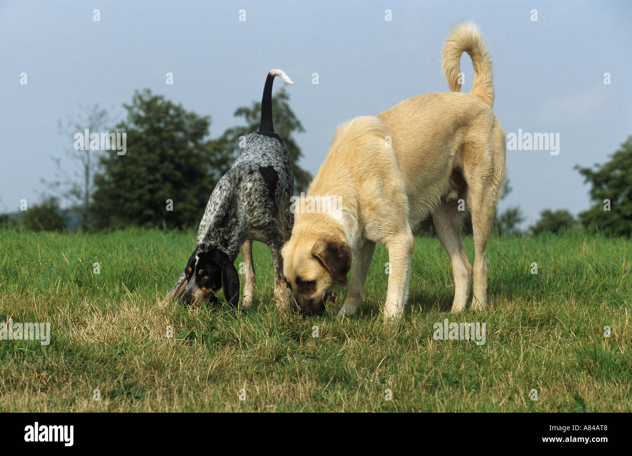 two dogs sniffing at grass Stock Photo