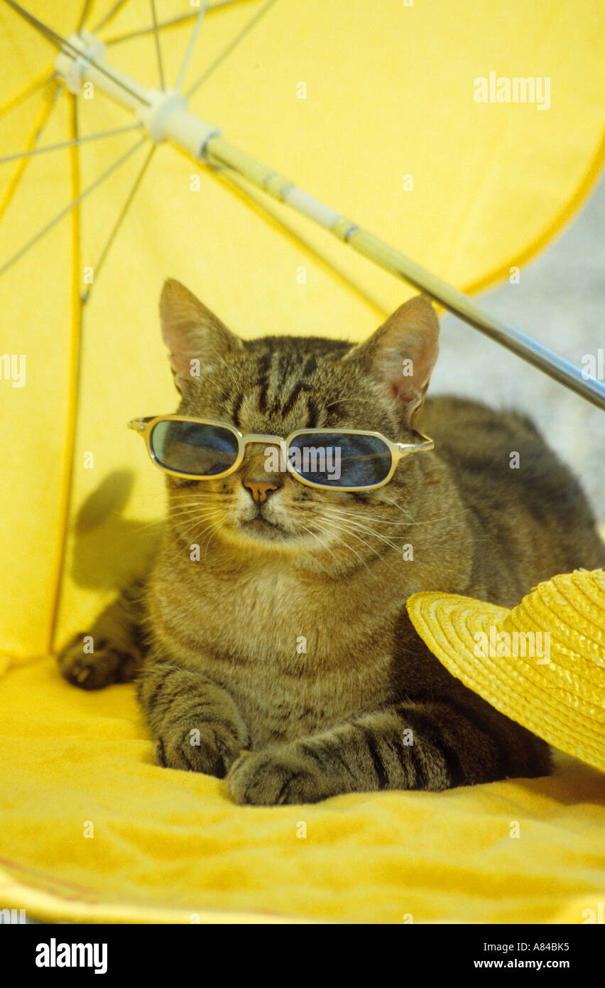 Tabby Cat Umbrella 2 Tabby Cat Umbrella 2