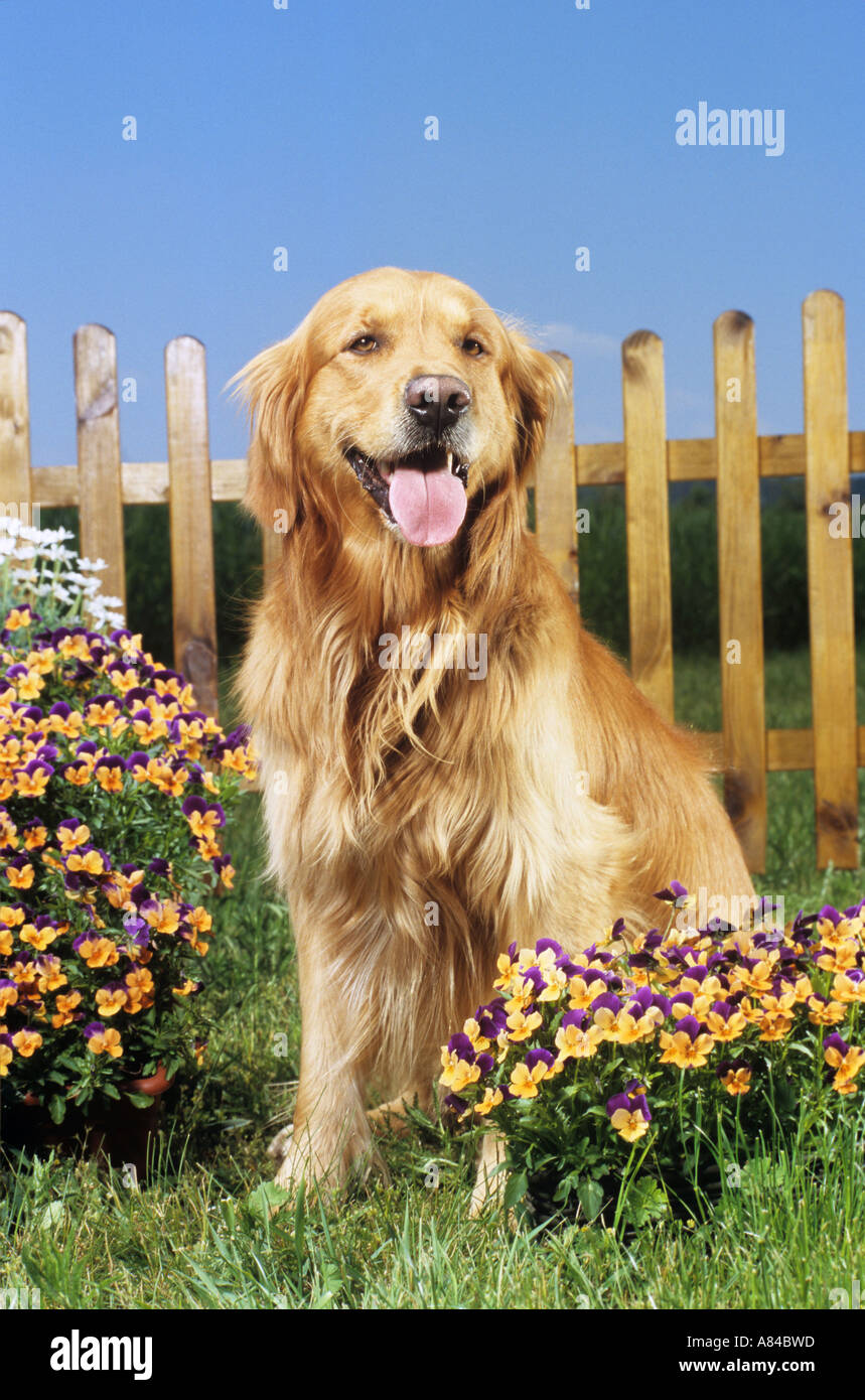 Golden Retriever sitting in front of fence Stock Photo Alamy