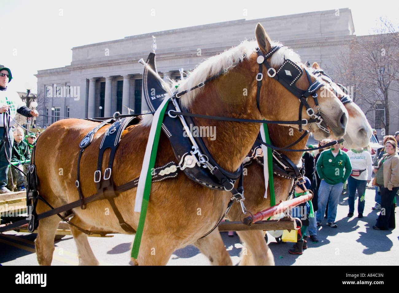 Team of horses pulling wagon. St Patrick's Day Parade St Paul Minnesota USA Stock Photo