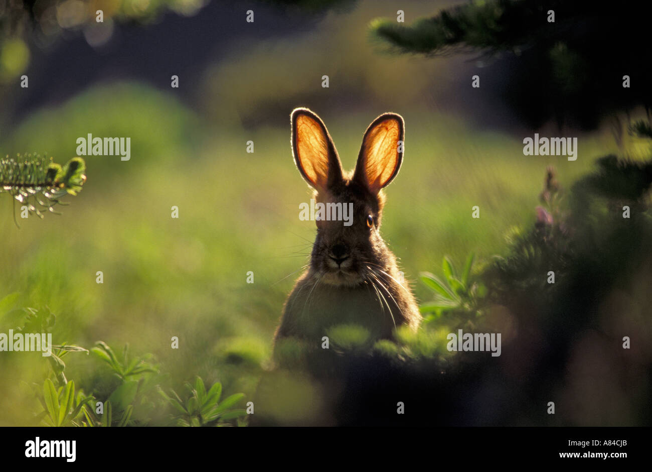 Snowshoe Hare Lepus americanus Hurricane Ridge Olympic National Park