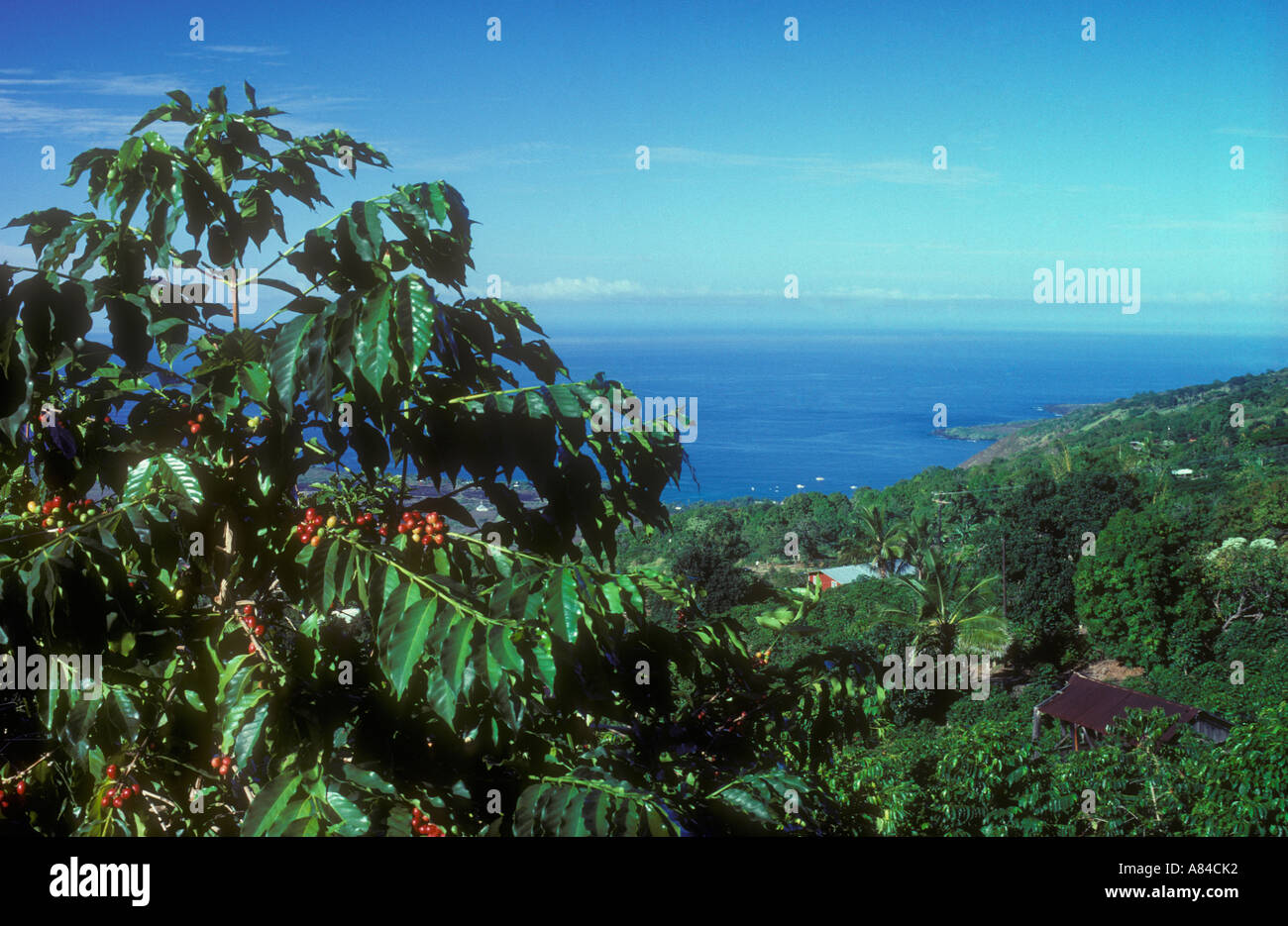 Kona coffee plantation overlooking Kealakekua Bay South Kona Island of Hawaii Stock Photo