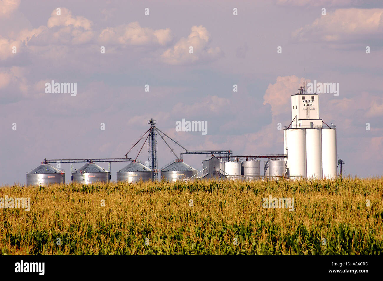 Grain elevator and corn eastern Kansas Stock Photo Alamy